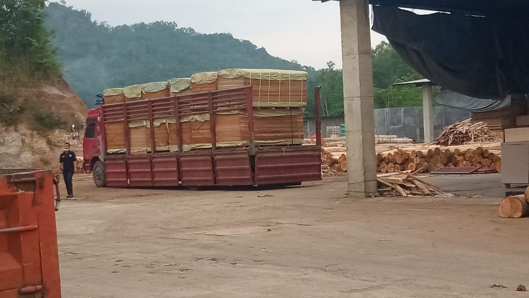 Face Back meranti/MLH (Group meranti)